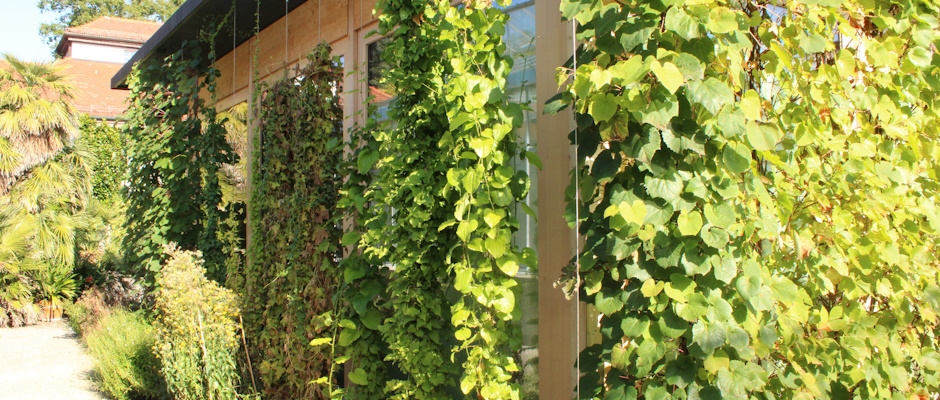 Vertikalbegr&uuml;nung Gr&uuml;ner Pavillon